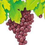Grape Herb